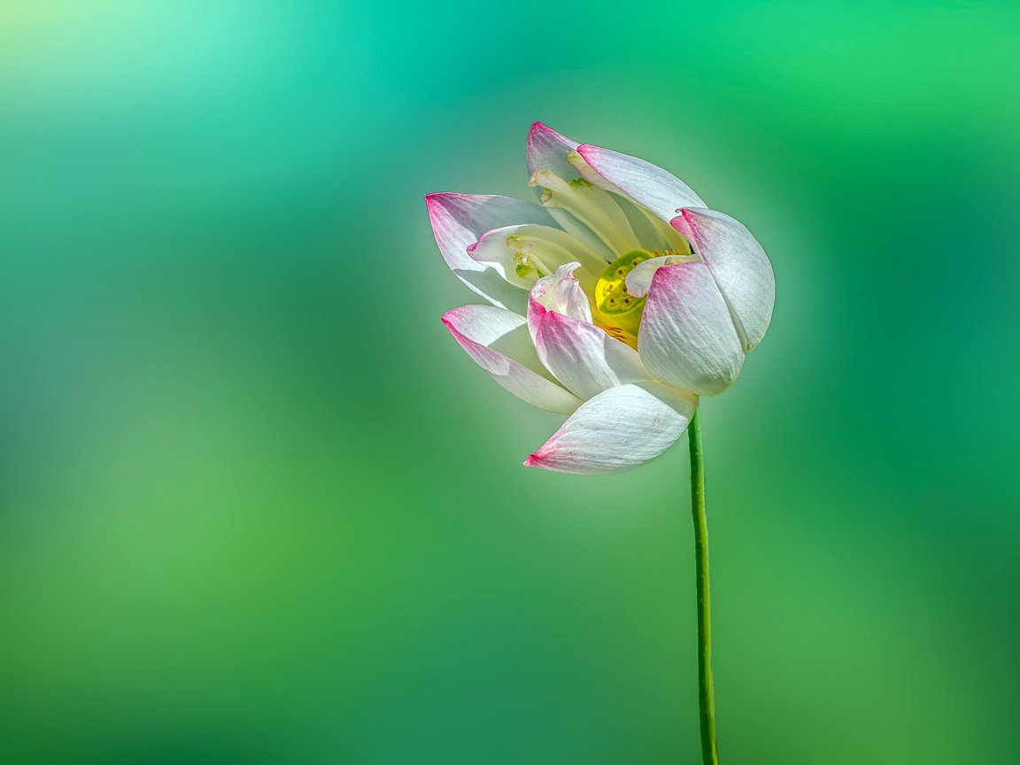 Обои цветок, лотос, flower, lotus разрешение 4509x3106 Загрузить