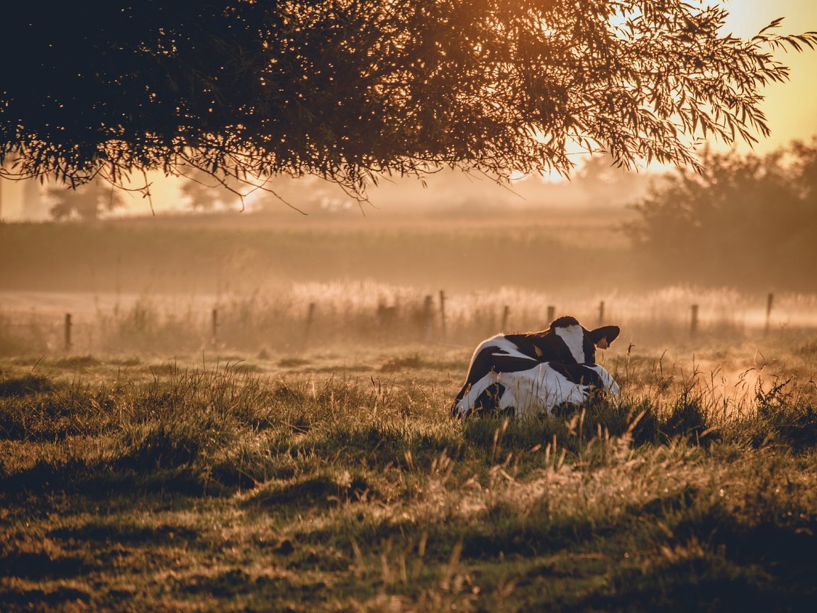 Обои природа, утро, животное, корова, nature, morning, animal, cow разрешение 5898x3937 Загрузить