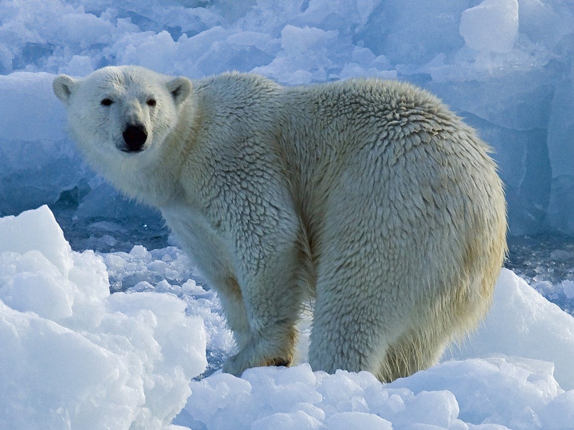 Обои животные, полярный медведь, медведь, лёд, льдины, белый медведь, миша, animals, polar bear, bear, ice, mike разрешение 2880x1920 Загрузить
