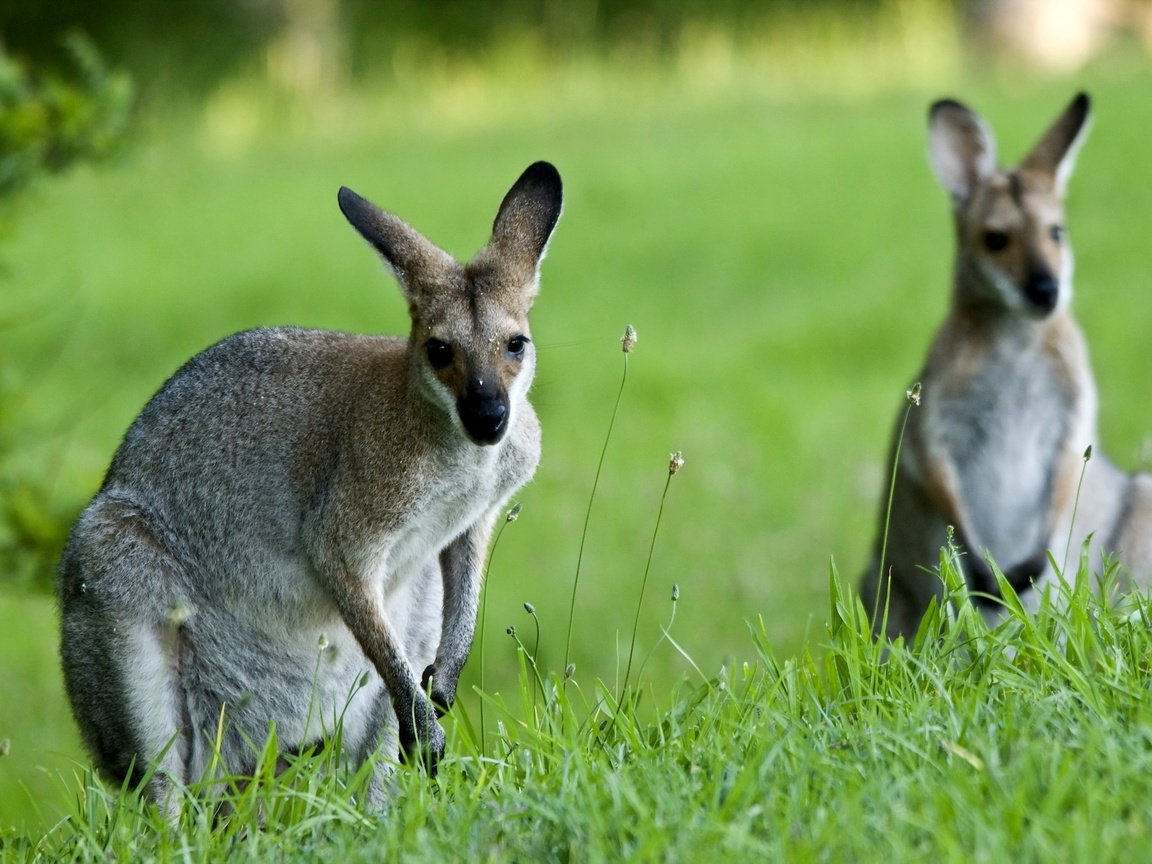 Обои природа, фон, кенгуру, nature, background, kangaroo разрешение 2048x1371 Загрузить