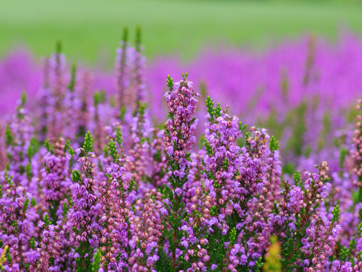 Обои макро, боке, вереск, macro, bokeh, heather разрешение 2048x1356 Загрузить