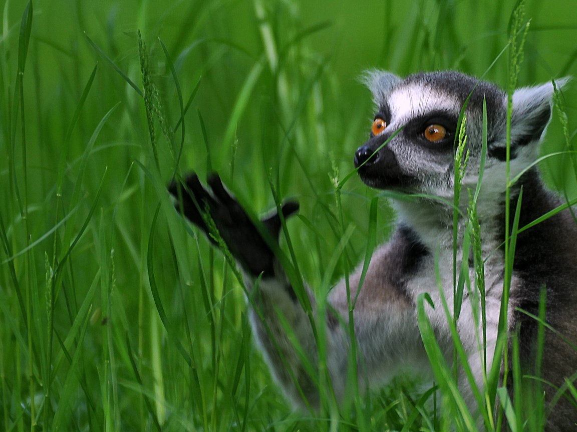 Обои трава, лемур, кошачий лемур, катта, grass, lemur, a ring-tailed lemur, katta разрешение 2907x1633 Загрузить