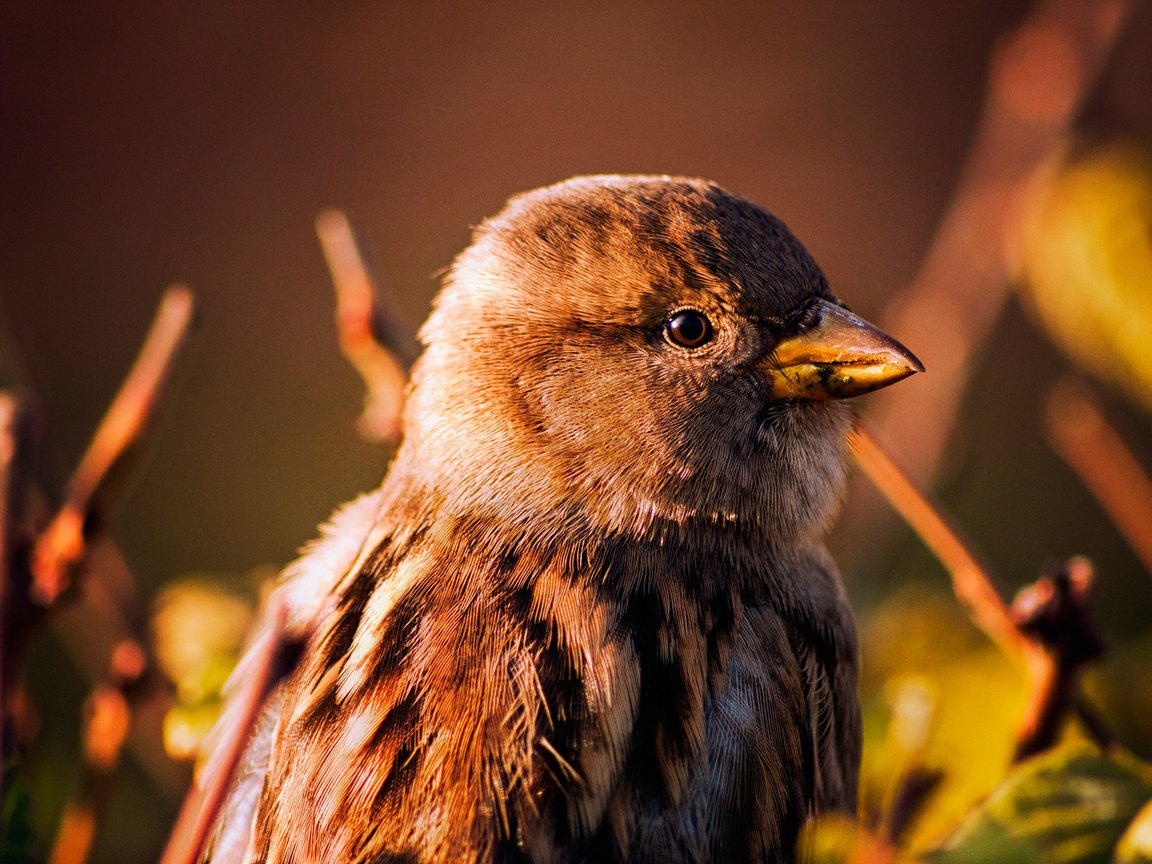 Обои фон, птица, клюв, воробей, background, bird, beak, sparrow разрешение 2048x1365 Загрузить