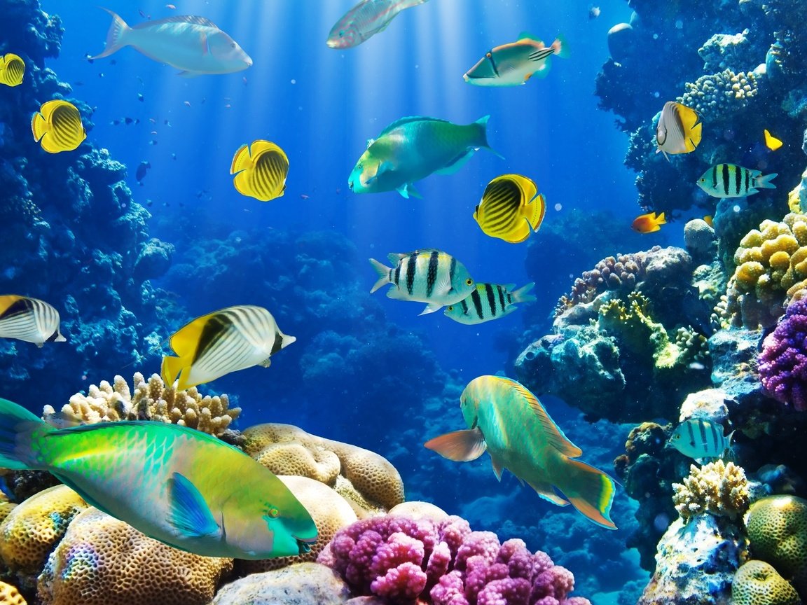 Обои море, рыбки, рыбы, океан, кораллы, риф, подводный мир, sea, fish, the ocean, corals, reef, underwater world разрешение 3000x1970 Загрузить