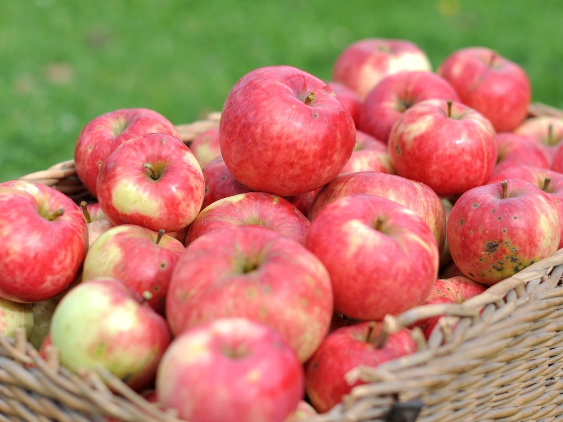 Обои макро, фрукты, яблоки, корзина, урожай, macro, fruit, apples, basket, harvest разрешение 2400x1594 Загрузить