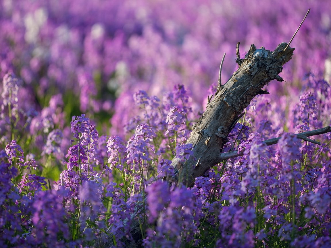 Обои цветы, природа, лето, flowers, nature, summer разрешение 1920x1200 Загрузить