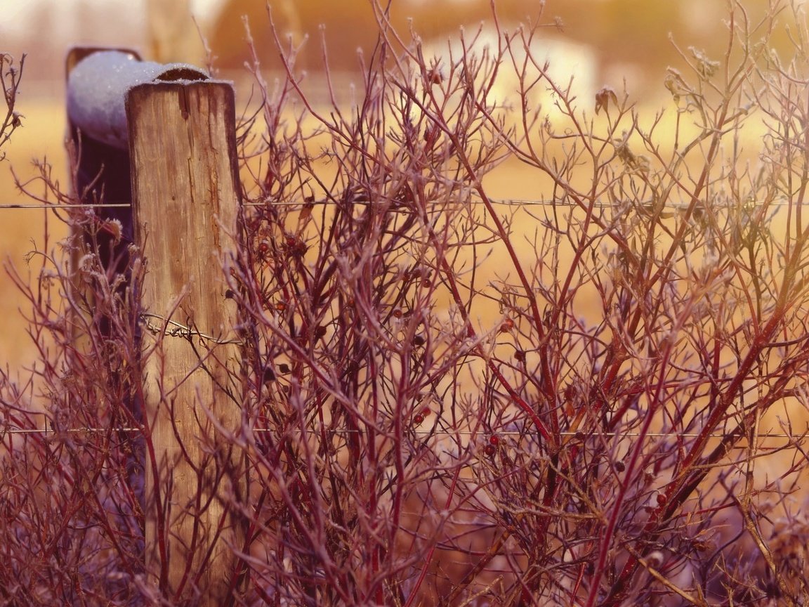 Обои растения, проволока, забор, провод, боке, изгородь, ветками, plants, wire, the fence, bokeh, fence, branches разрешение 2048x1168 Загрузить