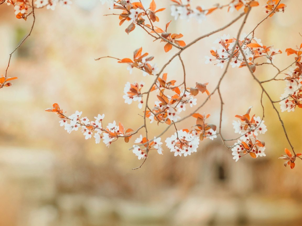 Обои цветы, ветви, весна,  цветы, ветками, бутончики, flowers, branch, spring, branches, buds разрешение 4288x2848 Загрузить