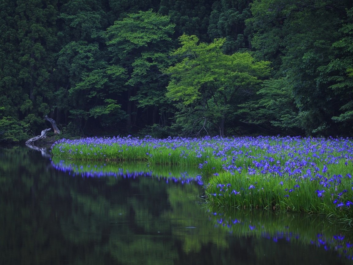 Обои цветы, вода, природа, лес, лето, пруд, flowers, water, nature, forest, summer, pond разрешение 2048x1365 Загрузить