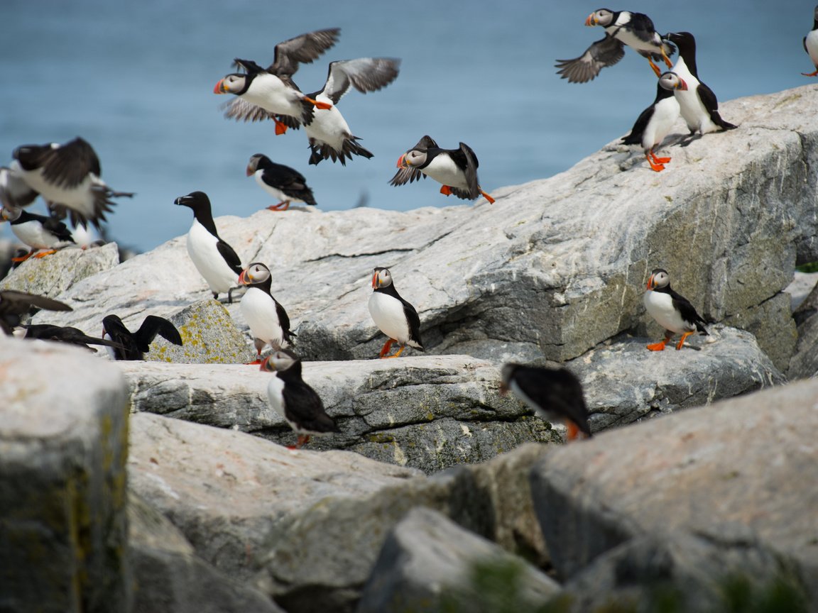 Обои природа, камни, птицы, пингвин, тупик, пингвины, атлантический тупик, ray hennessy, nature, stones, birds, penguin, stalled, penguins, atlantic puffin разрешение 4256x2832 Загрузить