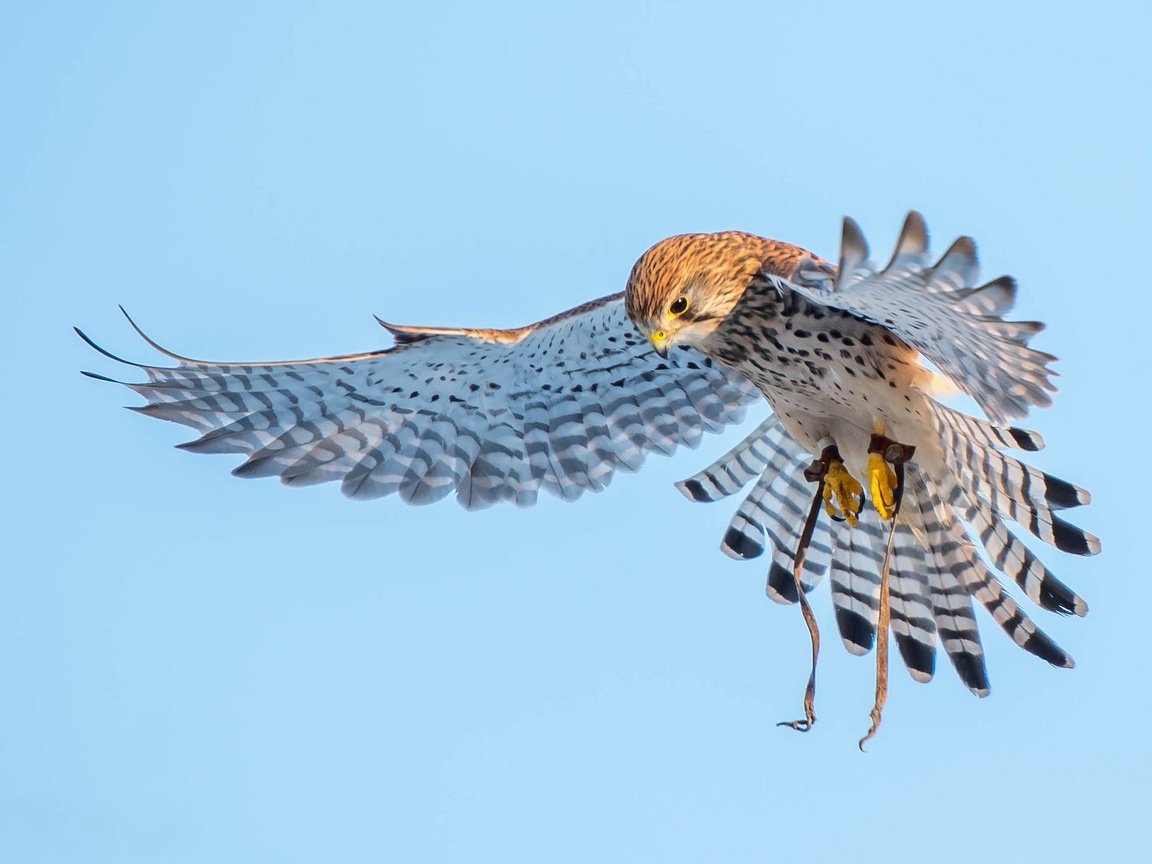 Обои полет, крылья, птицы, хищник, пустельга, flight, wings, birds, predator, kestrel разрешение 2048x1367 Загрузить