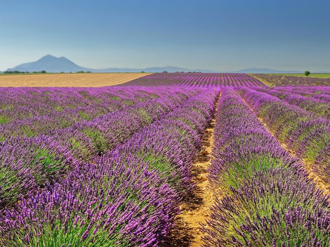 Обои небо, горы, поля, лаванда, горизонт, франция, простор, valensole, the sky, mountains, field, lavender, horizon, france, space разрешение 3400x2200 Загрузить