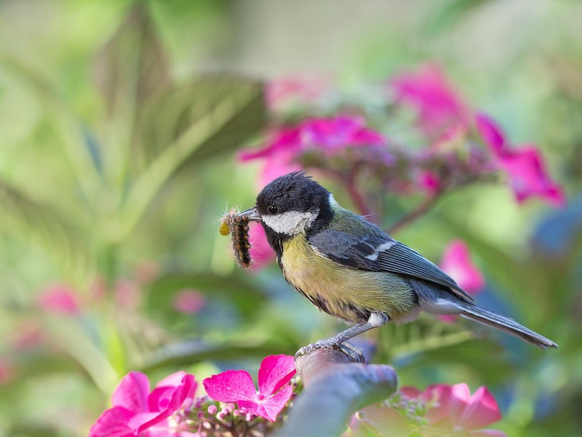 Обои цветы, природа, насекомое, ветки, птица, гусеница, синица, flowers, nature, insect, branches, bird, caterpillar, tit разрешение 2048x1365 Загрузить