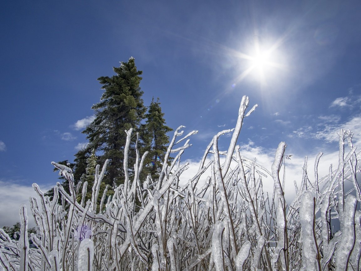 Обои небо, трава, природа, дерево, растения, фон, лёд, холод, the sky, grass, nature, tree, plants, background, ice, cold разрешение 3000x2000 Загрузить