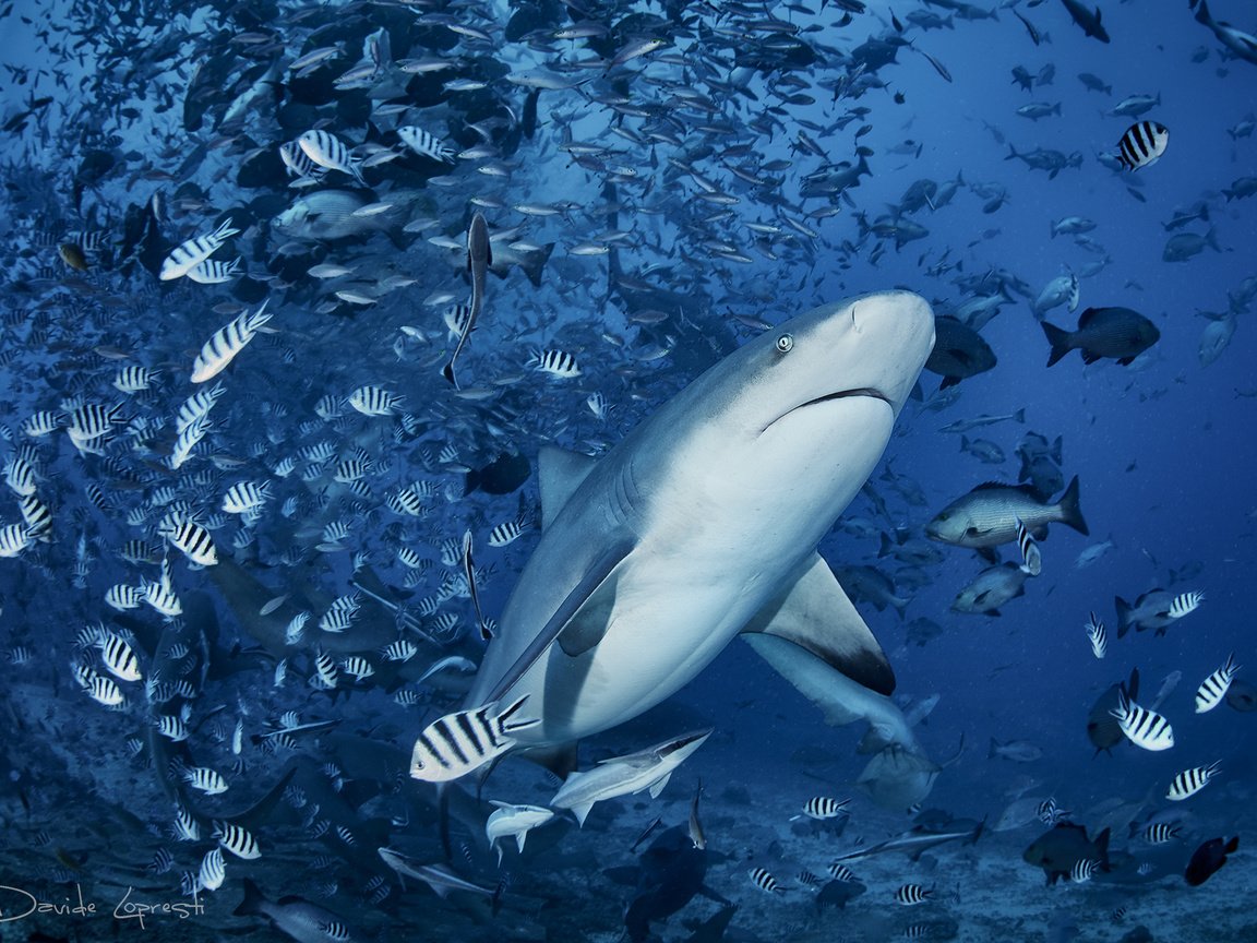 Обои море, рыбы, акула, подводный мир, davide lopresti, sea, fish, shark, underwater world разрешение 2000x1334 Загрузить