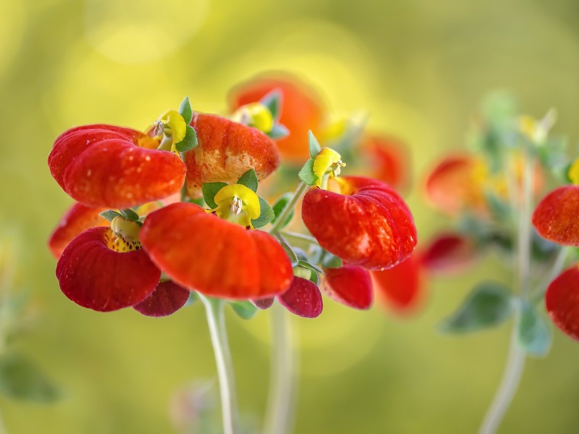 Обои макро, фон, цветок, кальцеолярия, macro, background, flower, calceolaria разрешение 2048x1365 Загрузить