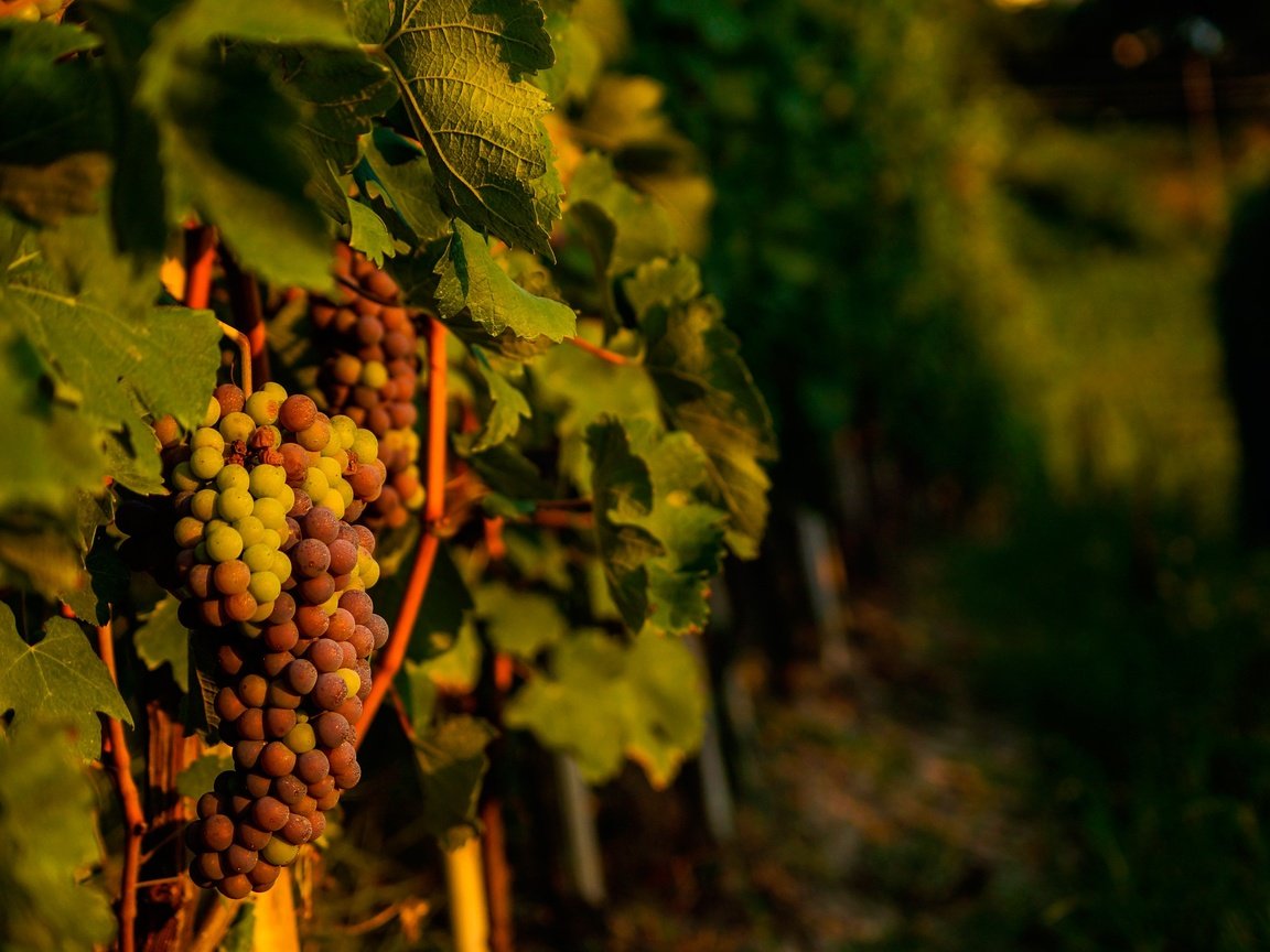 Обои листья, виноград, лоза, виноградная лоза, виноградник, leaves, grapes, vine, vineyard разрешение 2880x1914 Загрузить