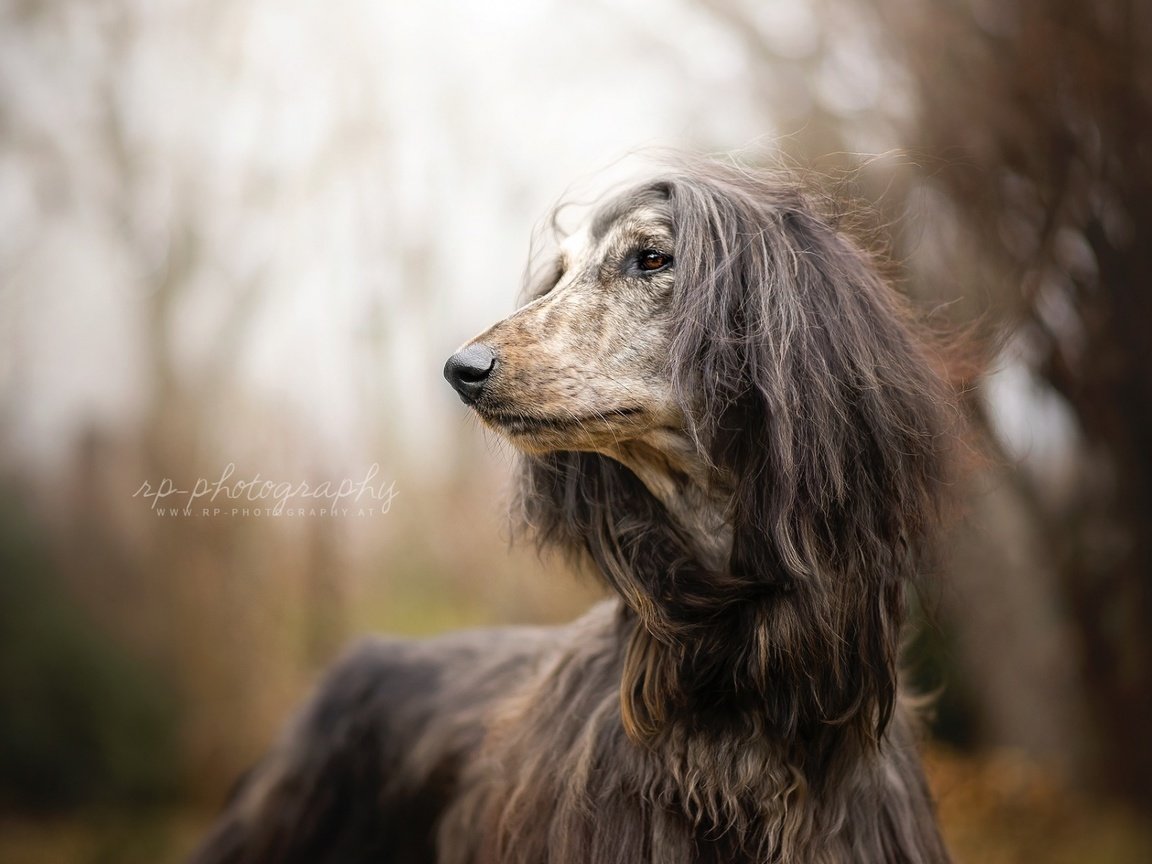 Обои взгляд, собака, афган, афганская борзая, look, dog, afgan, the afghan hound разрешение 1920x1200 Загрузить