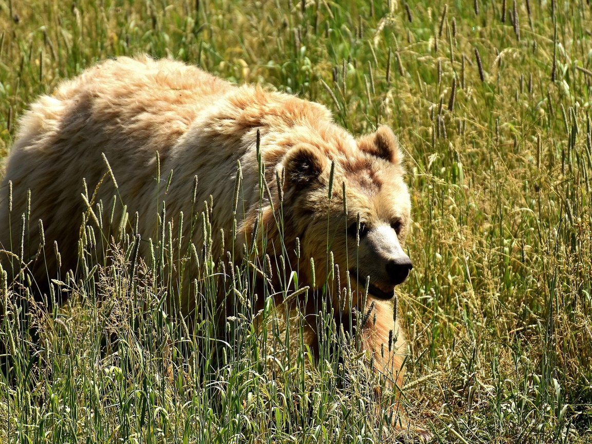 Обои трава, медведь, колоски, бурый медведь, grass, bear, spikelets, brown bear разрешение 1920x1280 Загрузить