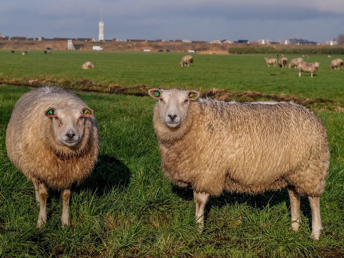 Обои трава, пастбище, овцы, стадо, овца, grass, pasture, sheep, the herd разрешение 4896x2760 Загрузить
