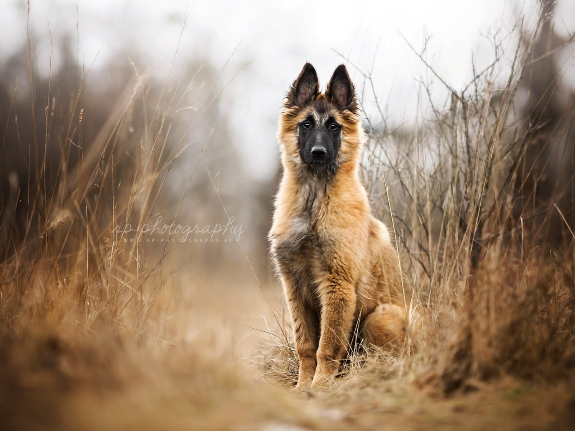 Обои собака, щенок, овчарка, малинуа, бельгийская овчарка, dog, puppy, shepherd, malinois, belgian shepherd разрешение 1920x1200 Загрузить