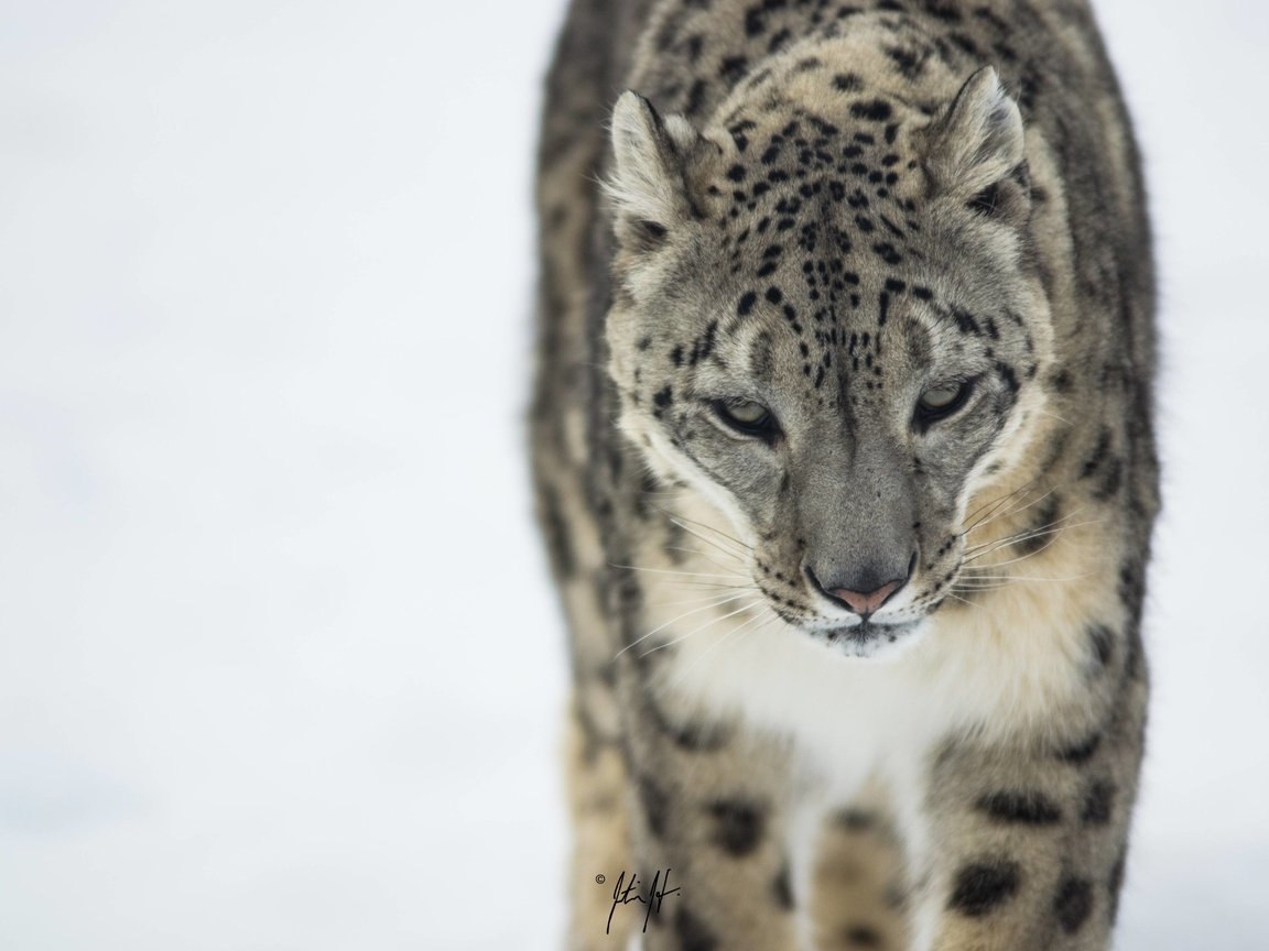 Обои морда, снежный барс, ирбис, снежный леопард, face, snow leopard, irbis разрешение 4608x3072 Загрузить