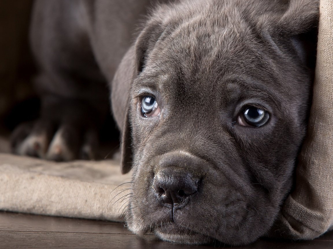 Обои глаза, взгляд, собака, щенок, кане-корсо, eyes, look, dog, puppy, cane corso разрешение 3840x2160 Загрузить