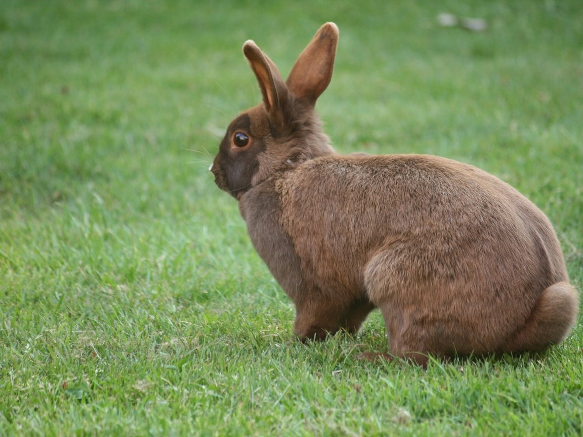 Обои трава, кролик, уши, заяц, grass, rabbit, ears, hare разрешение 2816x1880 Загрузить