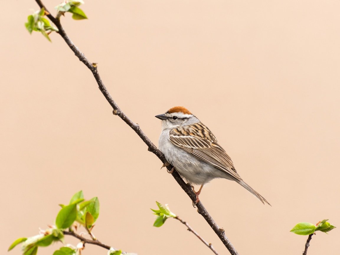 Обои ветка, природа, птица, клюв, воробей, перья, хвост, branch, nature, bird, beak, sparrow, feathers, tail разрешение 2048x1302 Загрузить