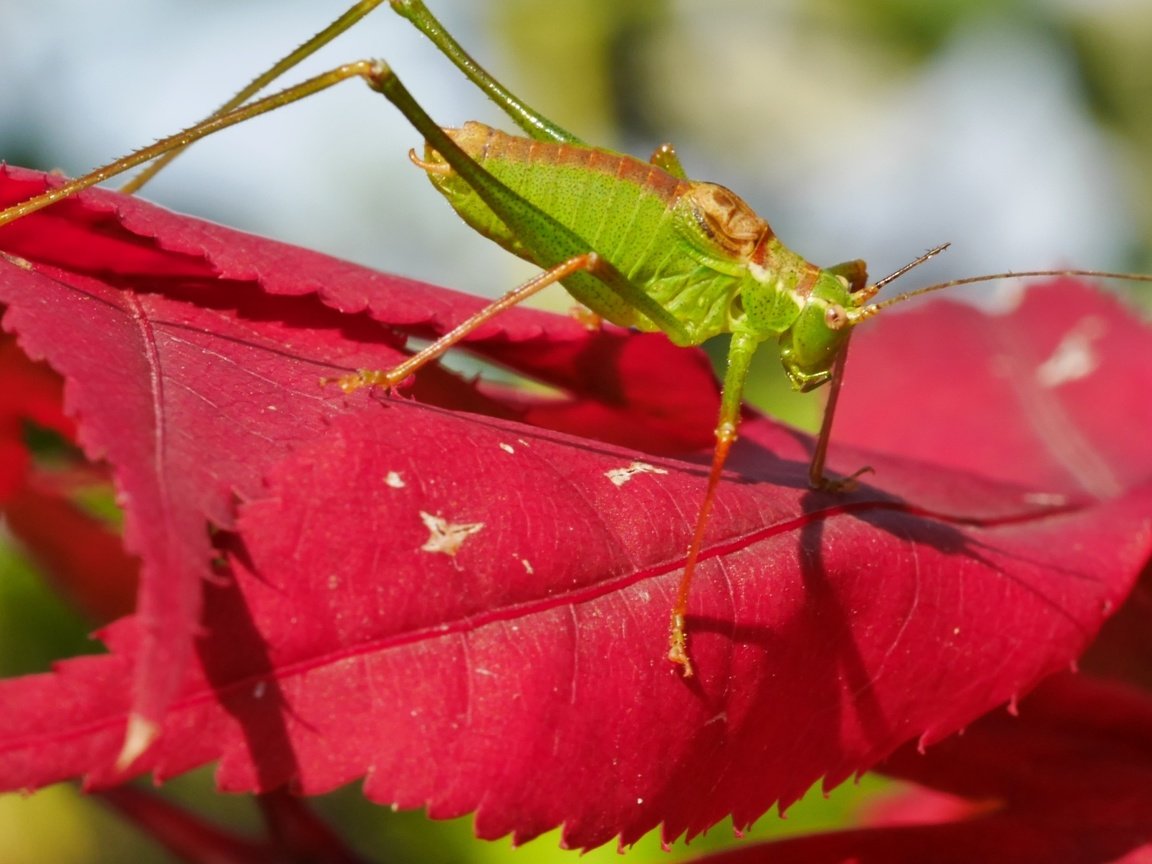 Обои природа, листья, насекомое, кузнечик, nature, leaves, insect, grasshopper разрешение 3840x2160 Загрузить