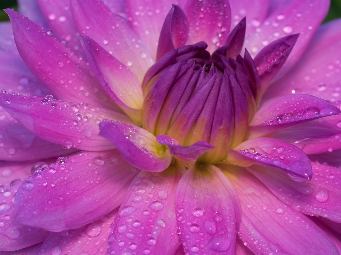 Обои макро, цветок, роса, капли, лепестки, георгина, георгин, macro, flower, rosa, drops, petals, dahlia разрешение 2048x1367 Загрузить