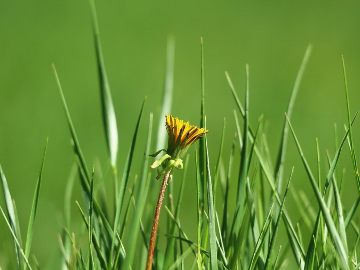 Обои трава, зелень, цветок, одуванчик, grass, greens, flower, dandelion разрешение 1920x1280 Загрузить