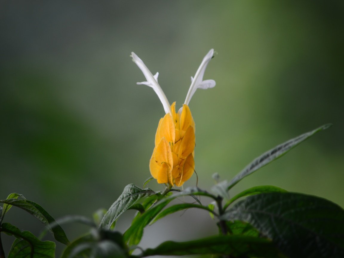 Обои желтый, листья, цветок, пахистахис, yellow, leaves, flower, pakistanis разрешение 4928x3264 Загрузить