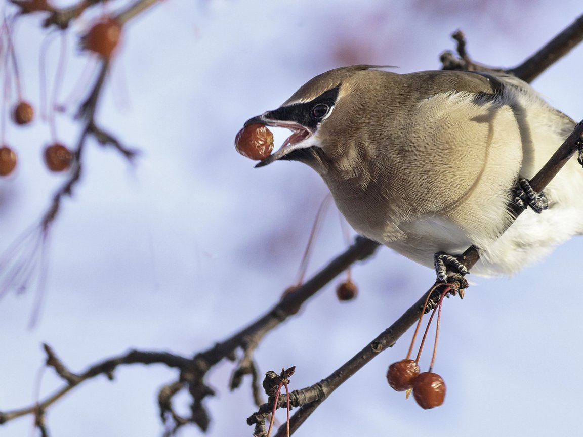 Обои ветка, зима, птица, клюв, ягоды, перья, свиристель, françois légaré, branch, winter, bird, beak, berries, feathers, the waxwing разрешение 1920x1200 Загрузить