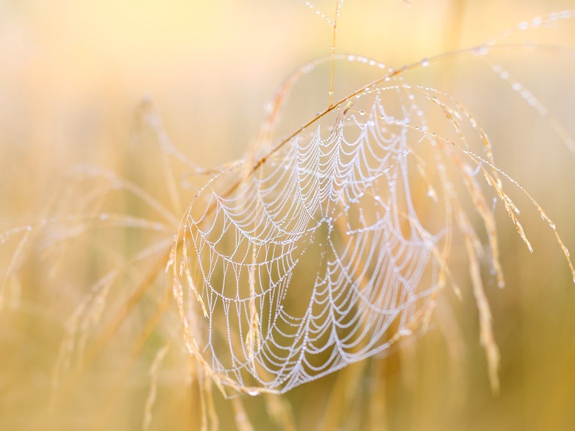 Обои природа, макро, осень, паутина, nature, macro, autumn, web разрешение 2048x1366 Загрузить