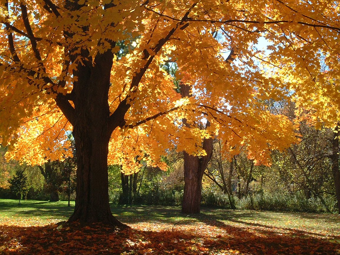 Обои деревья, листья, парк, ветки, осень, trees, leaves, park, branches, autumn разрешение 1920x1200 Загрузить