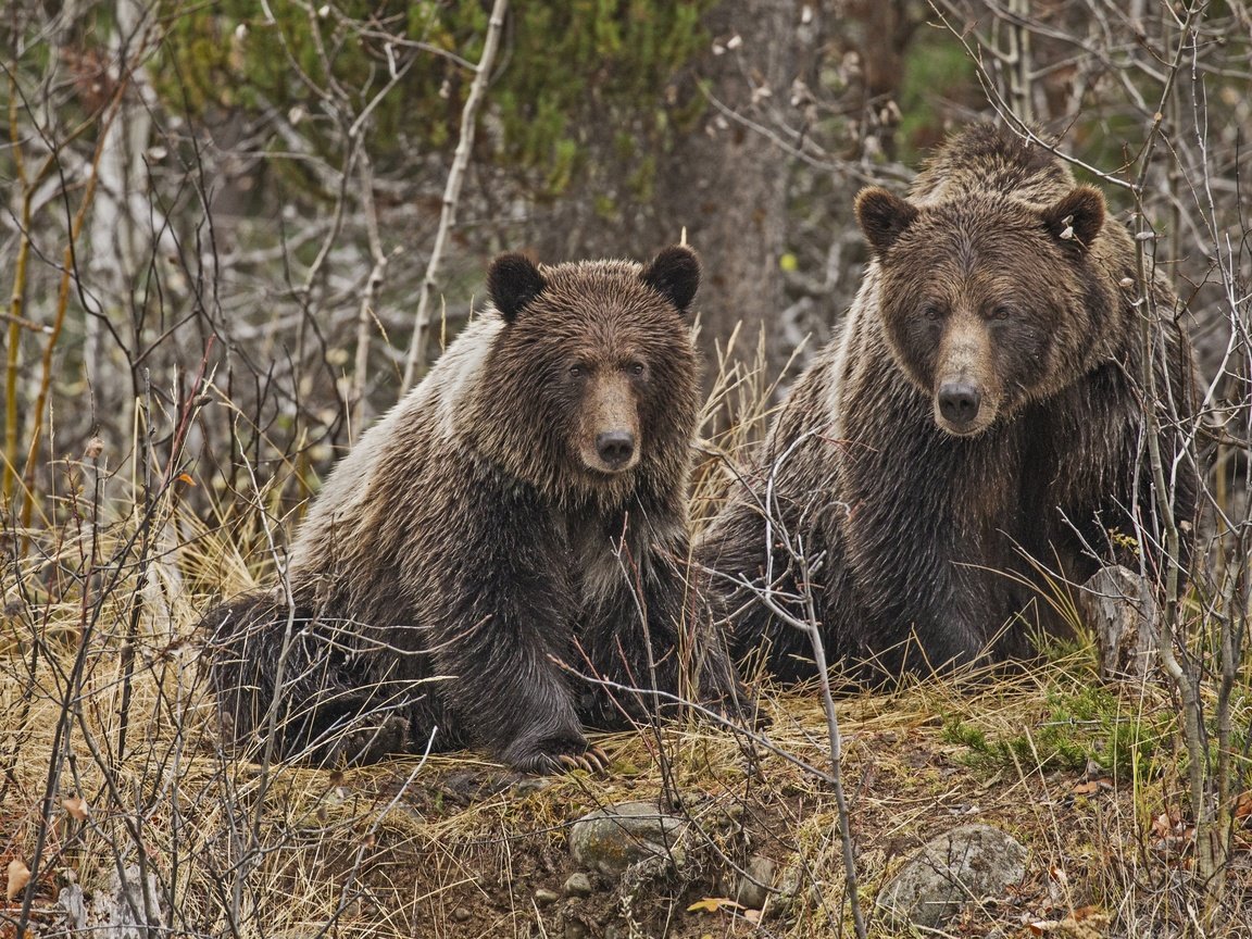 Обои лес, медведь, хищник, медведи, forest, bear, predator, bears разрешение 4000x2702 Загрузить