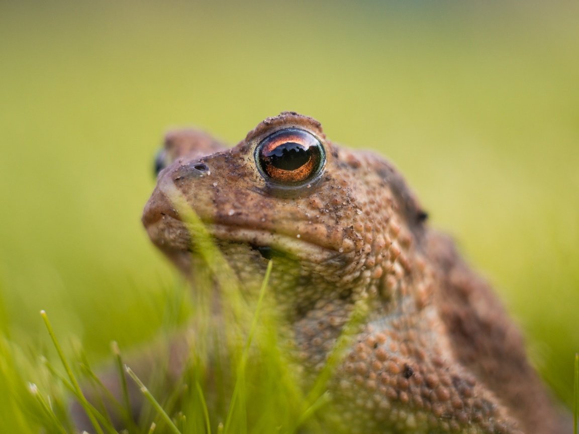 Обои глаза, трава, лягушка, животное, жаба, амфибия, земноводные, eyes, grass, frog, animal, toad, amphibian, amphibians разрешение 2048x1365 Загрузить