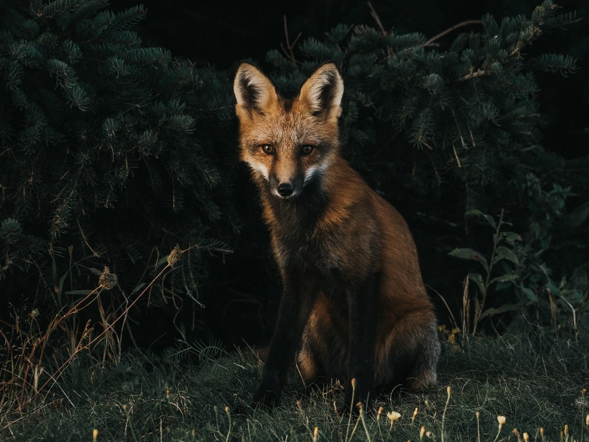 Обои трава, мордочка, взгляд, лиса, хищник, лисица, grass, muzzle, look, fox, predator разрешение 3408x2490 Загрузить