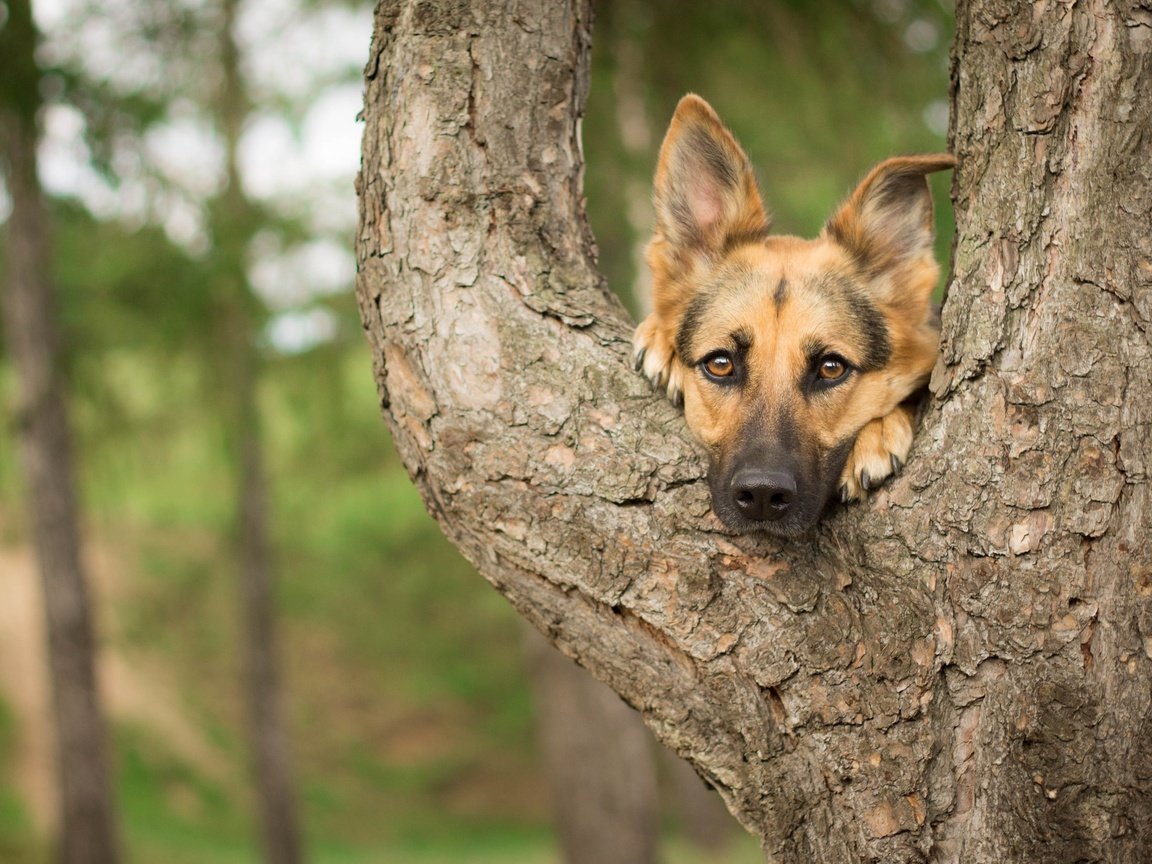 Обои дерево, мордочка, взгляд, собака, немецкая овчарка, tree, muzzle, look, dog, german shepherd разрешение 4130x2678 Загрузить