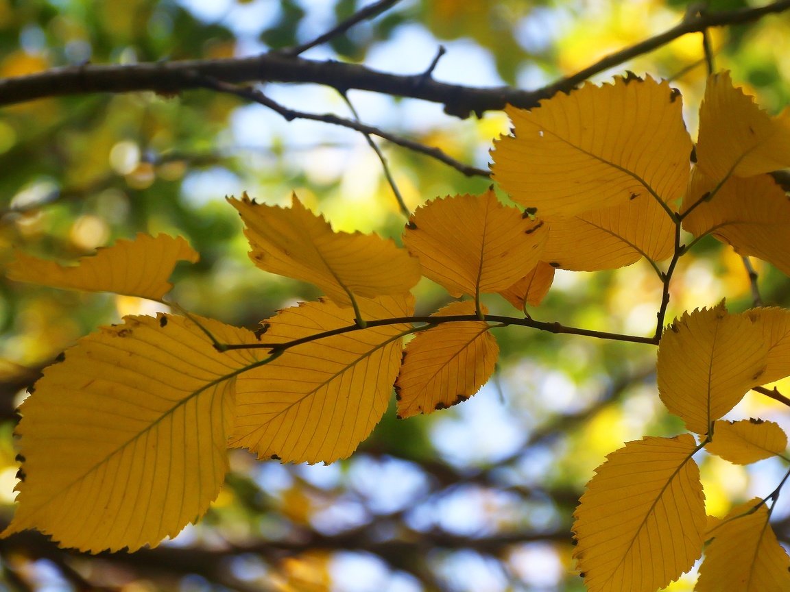 Обои листья, фон, ветки, осень, боке, осенний лист, leaves, background, branches, autumn, bokeh разрешение 1920x1280 Загрузить