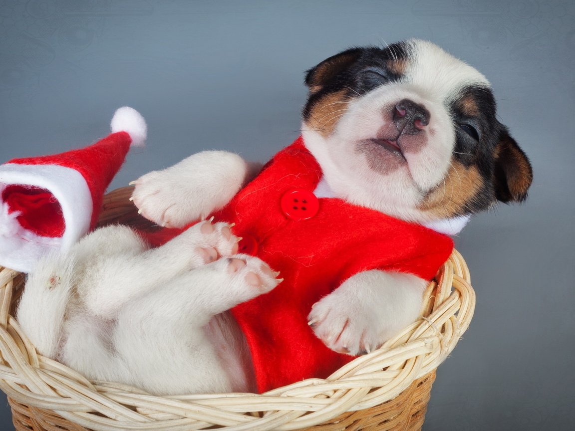 Обои щенок, корзина, костюм, новый, год, puppy, basket, costume, new, year разрешение 2560x1440 Загрузить