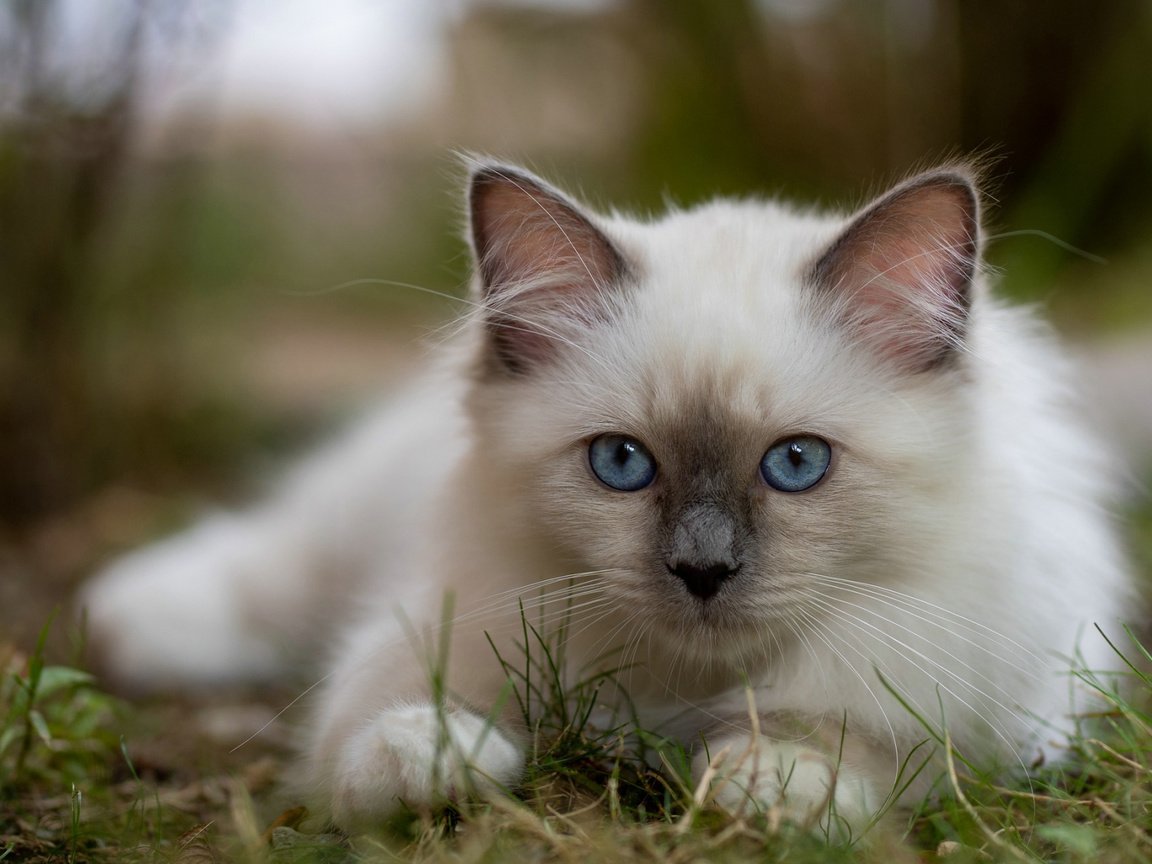 Обои трава, мордочка, взгляд, котенок, голубые глаза, боке, бирманская кошка, grass, muzzle, look, kitty, blue eyes, bokeh, burmese разрешение 2112x1188 Загрузить