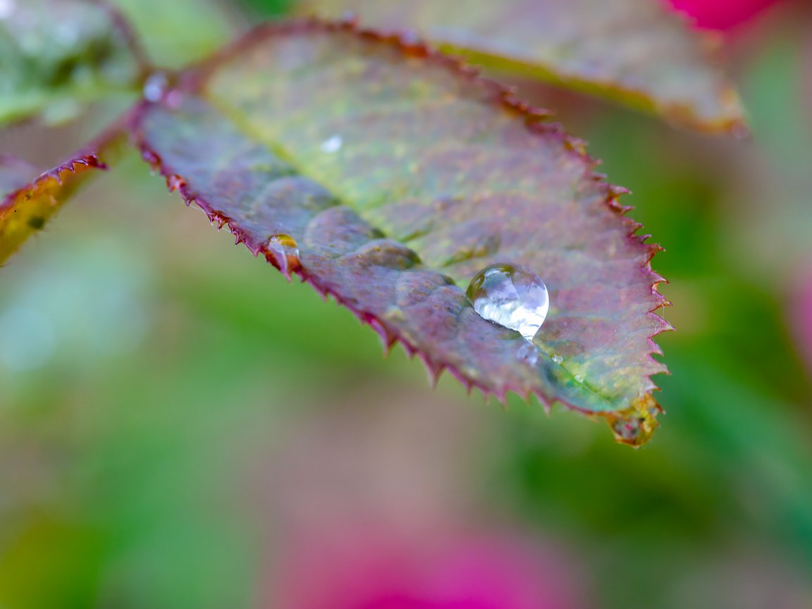 Обои листья, макро, капля дождя, leaves, macro, a drop of rain разрешение 2304x1536 Загрузить