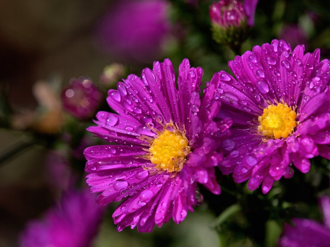 Обои цветы, макро, капли, сад, боке, сиреневые, астры, flowers, macro, drops, garden, bokeh, lilac, asters разрешение 3840x2160 Загрузить