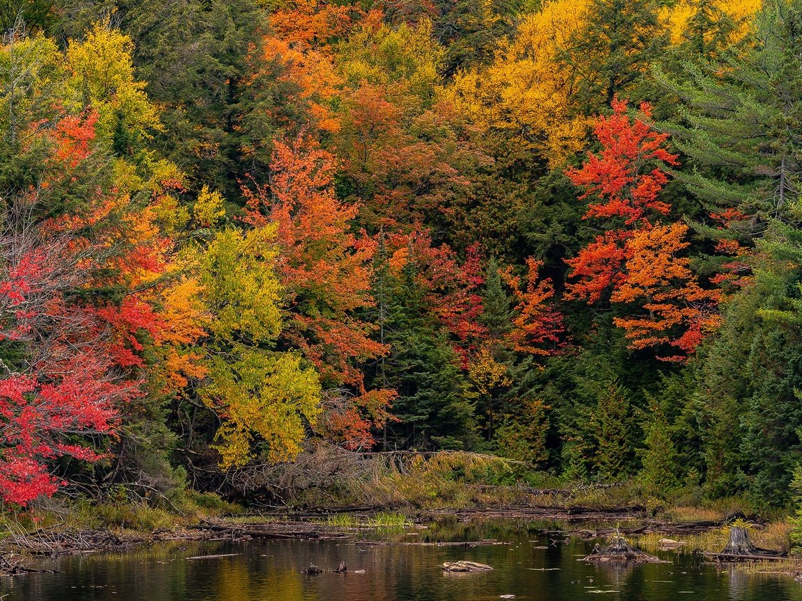 Обои деревья, лес, парк, осень, пруд, канада, онтарио, algonquin, algonquin park, trees, forest, park, autumn, pond, canada, ontario разрешение 2048x1365 Загрузить