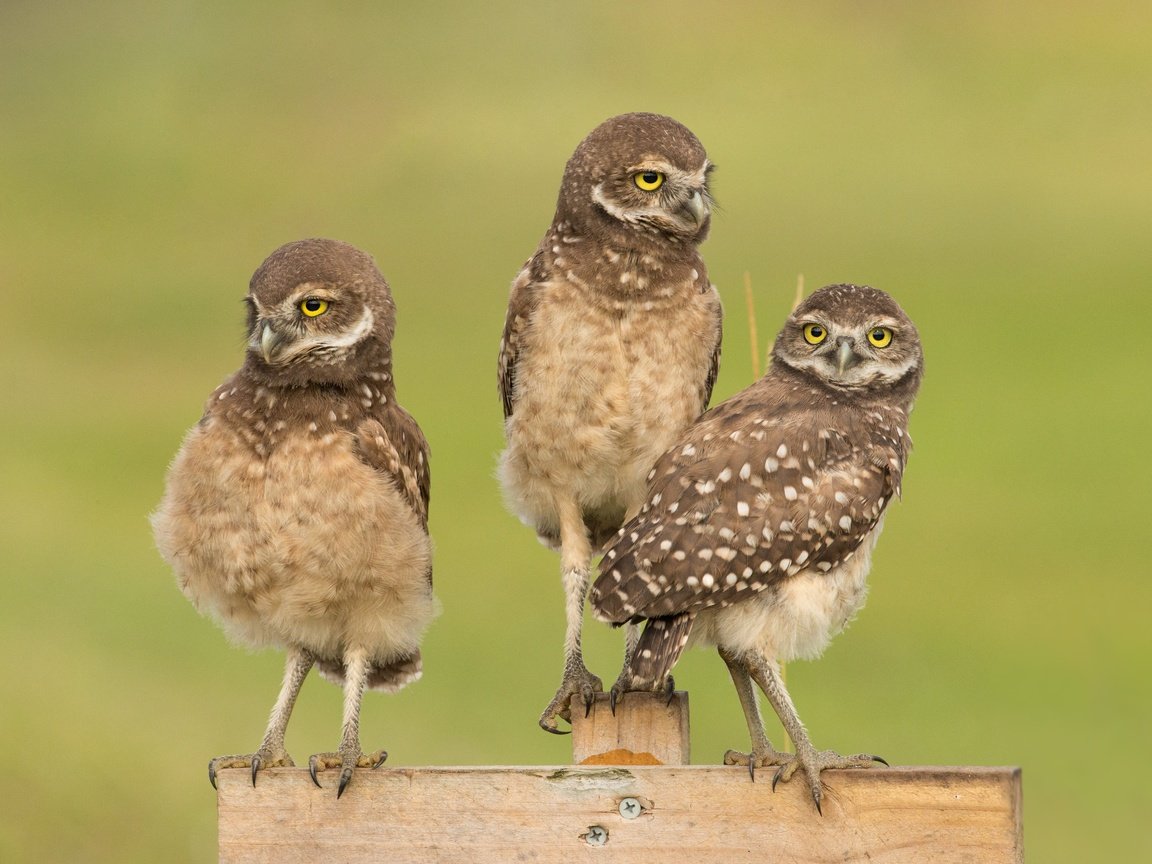 Обои фон, забор, доски, птицы, совы, сычи, background, the fence, board, birds, owls разрешение 4096x2930 Загрузить