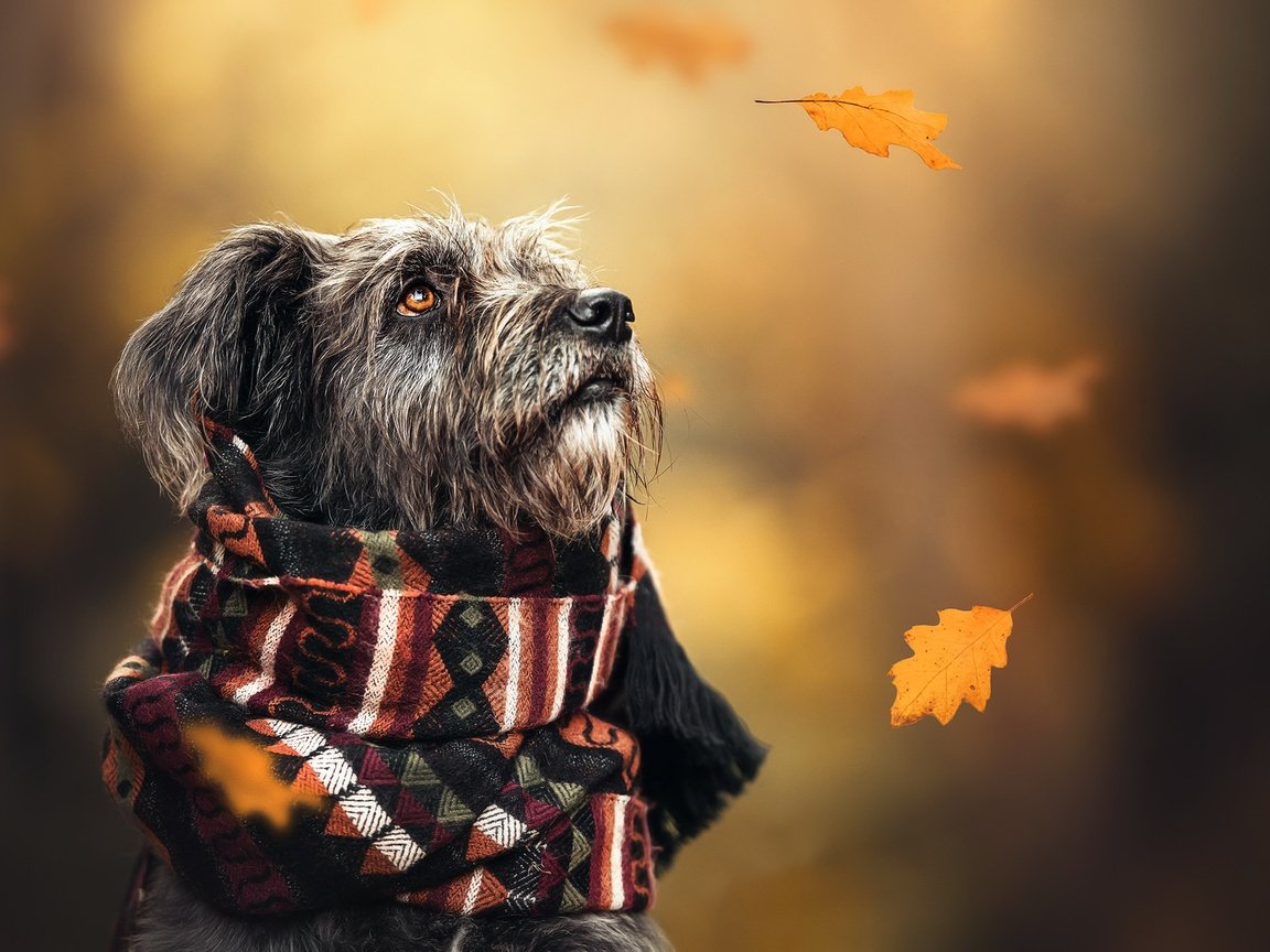 Обои осень, собака, шарф, autumn, dog, scarf разрешение 2048x1365 Загрузить