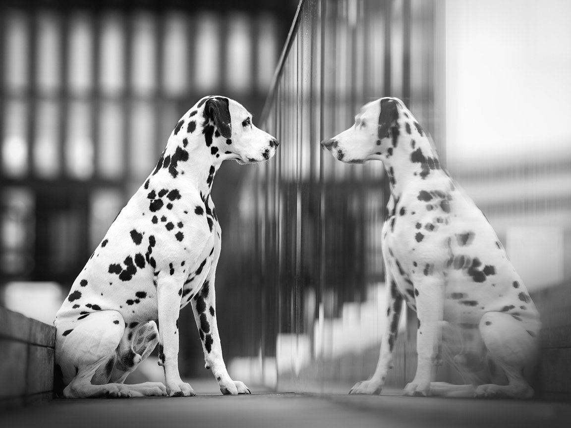 Обои отражение, собака, далматин, reflection, dog, dalmatian разрешение 2048x1366 Загрузить