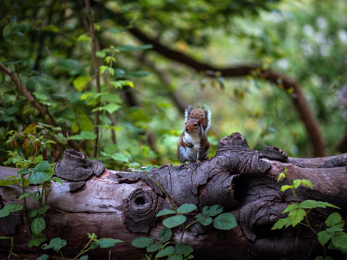 Обои природа, лес, листья, белка, коряга, бревно, боке, nature, forest, leaves, protein, snag, log, bokeh разрешение 4928x3280 Загрузить